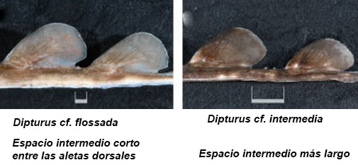Claves para dos d_batis_04.jpg